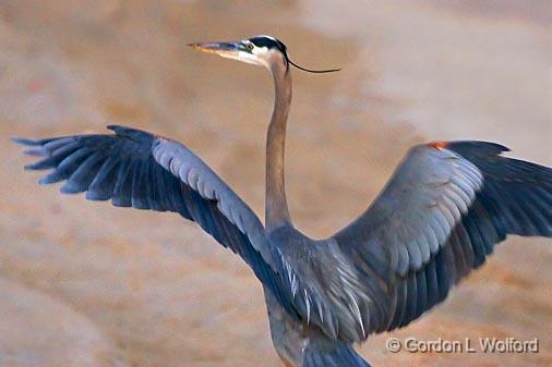 Heron On The Beach_36926.jpg - Great Blue Heron (Ardea herodias) photographed along the Gulf coast at Magnolia Beach, Texas, USA.